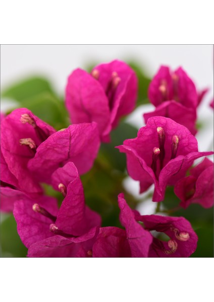 Tijli Begonvil - Bougainvillea (50-70 Cm) fiyatları