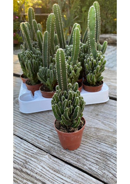 Cereus Kaktüs 5,5 cm Saksı