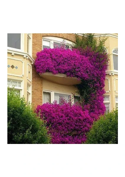 Lala Ahmet Botanik Begonvil Fidanı Sarıcı (Gelin Duvağı) Bougainvillea Spectablis Fidanı