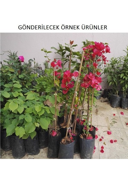 Lala Ahmet Botanik Begonvil Fidanı Sarıcı (Gelin Duvağı) Bougainvillea Spectablis Fidanı