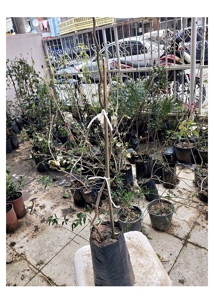 Lala Ahmet Botanik Begonvil Fidanı Sarıcı (Gelin Duvağı) Bougainvillea Spectablis Fidanı