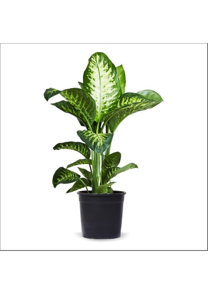 Difenbahya Tropik Snow (40-60 Cm)