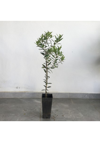 Saksili Bodur Arbequi̇na Yağlik Zeyti̇n Fi̇dani 1 Yaş - 40-60 cm Boy- 4 Adet