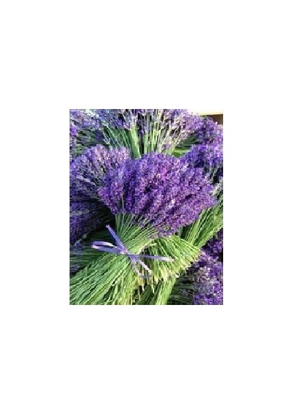 Lavanta (Lavandula Angustifolia)20 Adet Tohum