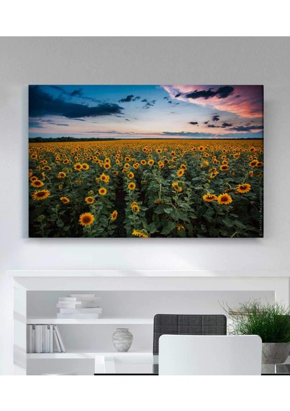 Ayçiçek Resimli Kanvas Tablo