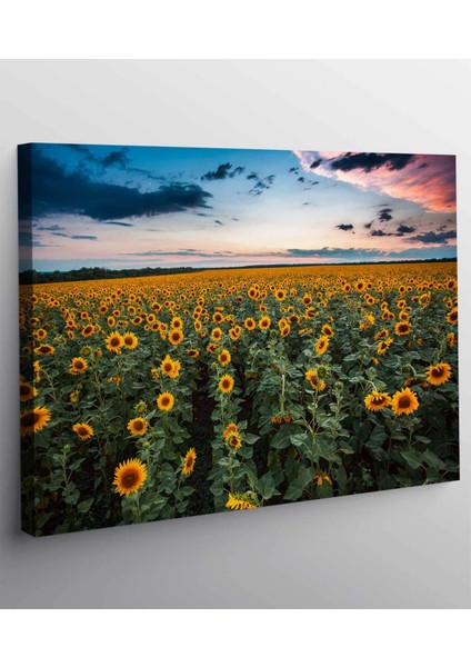 Ayçiçek Resimli Kanvas Tablo fiyatları