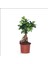 Bonsai Ağacı - Ficus Ginseng (Küçük 15-35 Cm) 1