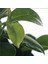 Bonsai Ağacı - Ficus Ginseng (Küçük 15-35 Cm) 2