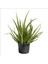 Aloe Vera 20-40 cm 1