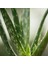 Aloe Vera 20-40 cm 2