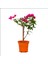 Tijli Begonvil - Bougainvillea (50-70 Cm) 1