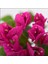 Tijli Begonvil - Bougainvillea (50-70 Cm) 2
