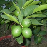 Fidan Sahası Tüplü Aşılı Lime Quat Çekirdeksiz Limon Fidanı 2 Yaş 90-110 cm Boy