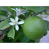 Fidan Sahası Tüplü Aşılı Lime Tahiti Limequat Fidanı 2 Yaş 50-70 cm Boy