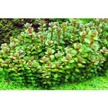 İthal Bitki Rotala Sp Bonsai Saksı Canlı Bitki