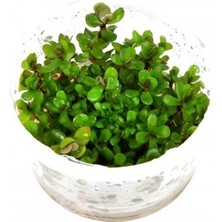 İthal Bitki Rotala Sp Bonsai Saksı Canlı Bitki