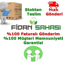 Fidan Sahası Saksıda Yarı  Bodur 7-10 Kutur Gemlik Zeytin Fidanı 4-5 Yaş 50-70 cm Boy