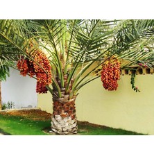 Fidan Sahası Tüplü Phoenix Canariensis Hurma Palmiyesi Fidanı