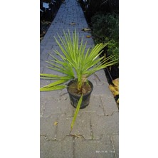 Fidan & Peyzaj  Bodur Palmiye Fidanı (Chamaerops Humilis