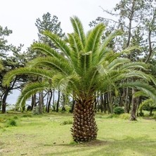 Fidan & Peyzaj  Bodur Palmiye Fidanı (Chamaerops Humilis