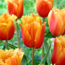 Tacirdepoticaret Fırfırlı Özel Seri Turuncu Lambada Ithal Lale Soğanı(4 Soğan)