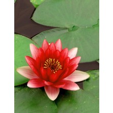 Farm Life 3 Adet Kırmızı Renk Lotus Çiçeği (Nilüfer) Tohumu