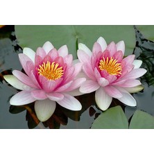 Farm Life 3 Adet Pembe Renk Lotus Çiçeği (Nilüfer) Tohumu