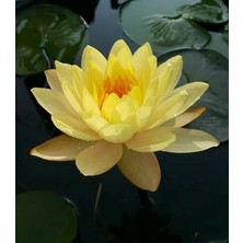 3 Adet Sarı Renk Lotus Çiçeği (Nilüfer) Tohumu