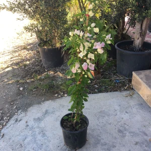 Fidan Sahası Saksıda Çift Renk Pembe-Beyaz Begonvil Fidanı Yaş 2 Boy 80-110 cm