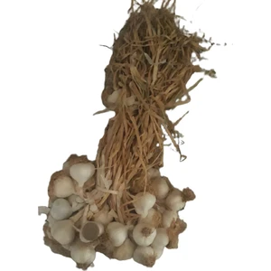 Yerli Ata Tohum Orta Boy  Taşköprü Sarımsak 1 kg