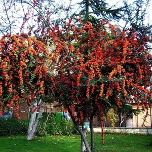 4 Adet Saksıda Ateş Dikeni (Pyracantha) Fidanı (80-110 Cm) JMPUWX38