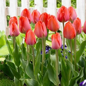 Dört Mevsim Tohumculuk Lale Tulipa Gesnerıana Van Eijk 5 Adet Soğan