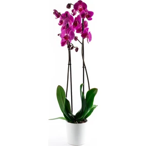 Iklim Flowers Mor Orkide Çiçeği 70-80 cm 2 Dallı Canlı
