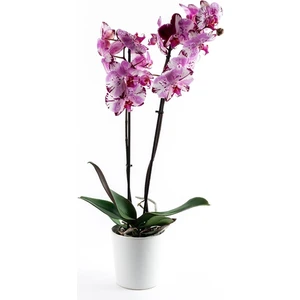 Orkide Çiçeği 60-70 cm 2 Dallı Canlı Çiçek