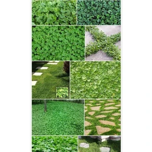 Fare Kulağı Tohumu 500 gr Fare Kulağı Çim Tohumu Kundura Çimi Tohum Gölge Çimi Dichondra Repens