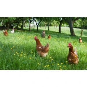 Tavuk Yoncası - Ak Üçgül ( Trifolium Repens)  Tohumu 100 gr