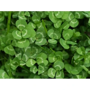 Ak Üçgül Tohumu 1 kg Gram Süs Yoncası Üç Yapraklı Yonca Tohumu Trifolium Repens Bodur Yonca Tohumu