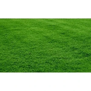 Bermuda Grass Çimi Tohumu (Kurak ve Susuz Alanlara Özel) 1 kg