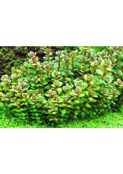 Rotala Sp Bonsai Saksı Canlı Bitki