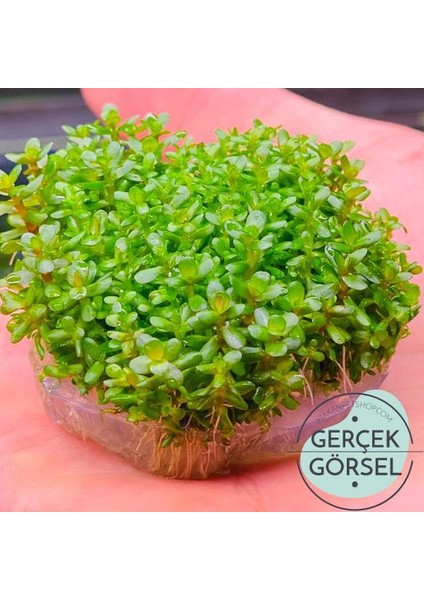 İthal Bitki Rotala Bonsai In Vitro 200CC Canlı Bitki