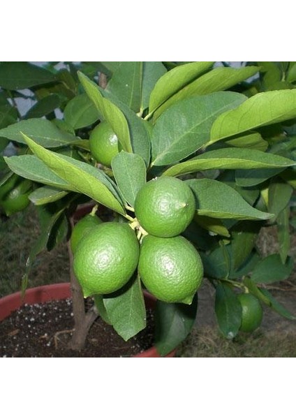 Tüplü Aşılı Lime Quat Çekirdeksiz Limon Fidanı 2 Yaş 90-110 cm Boy