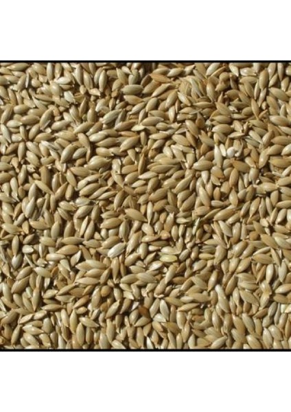 Kanarya Yemi Aspur Sade 10 kg Çuvaldan Bölme Açık