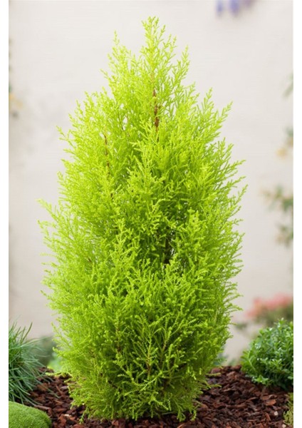 Saksıda Limoni Servi Boy(80-90)