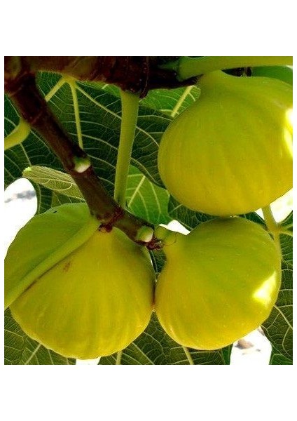 Tüplü Beyaz Lob Incir 70-100 cm