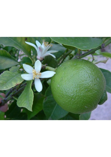 Fidan Sahası Tüplü Aşılı Lime Tahiti Limequat Fidanı 2 Yaş 50-70 cm Boy