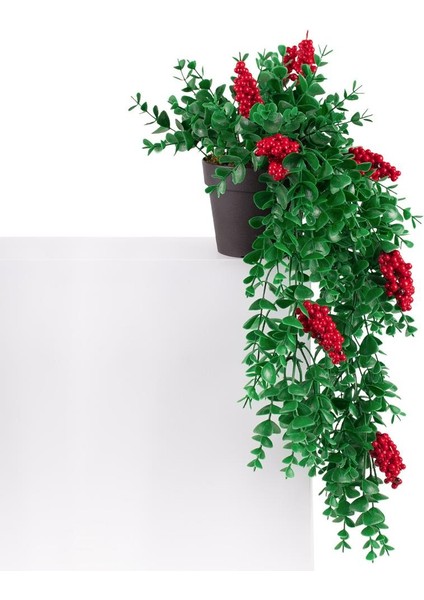 3’lü Set Mini Siyah Plastik Saksıda Kokinalı Sarkan Yılbaşı Çiçeği