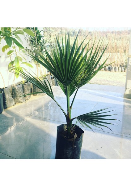 Tüplü Bodur Palmiye Fidanı 2 Yaş 60-80CM
