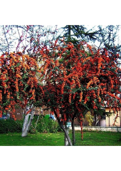 4 Adet Saksıda Ateş Dikeni (Pyracantha) Fidanı (80-110 Cm) JMPUWX38