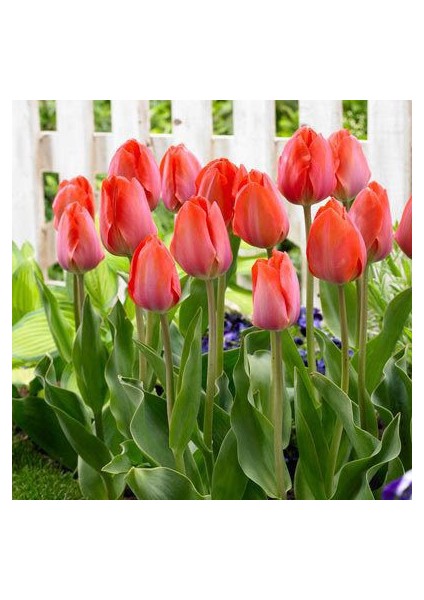 Lale Tulipa Gesnerıana Van Eijk 5 Adet Soğan