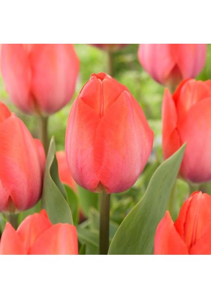 Lale Tulipa Gesnerıana Van Eijk 5 Adet Soğan fiyatları